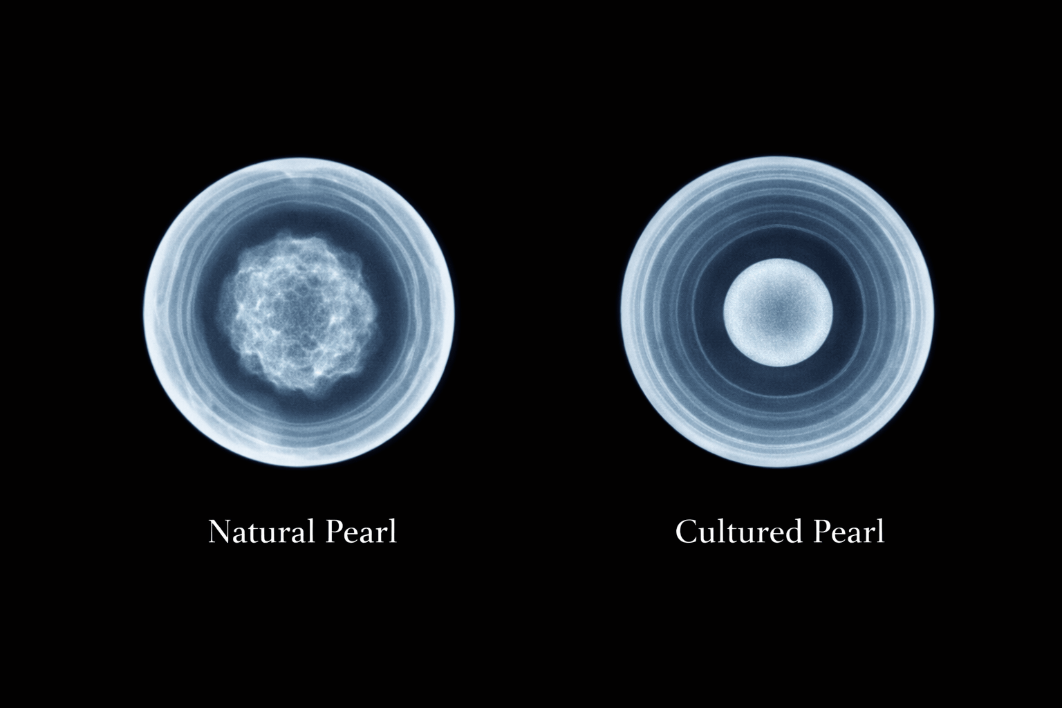pearlsonly-blog-110-image-3-pearl - Πώς ξεχωρίζουμε φυσικά από καλλιεργημένα μαργαριτάρια - Κοσμήματα Μαργαριταριών - pearlsonly